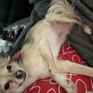 Image of Nala, Lost Dog
