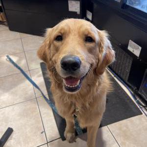 Image of Brady, Lost Dog