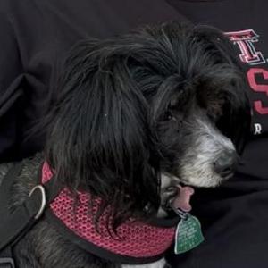 Image of Shania, Lost Dog