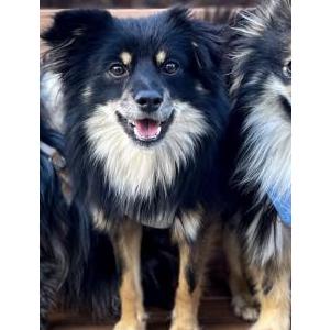 Image of Kimbo, Lost Dog