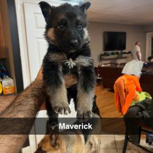 Image of Maverick, Lost Dog