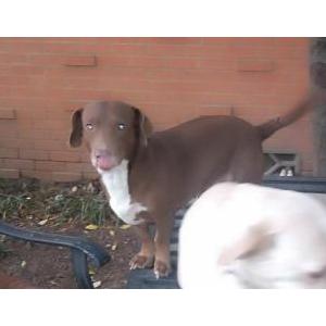 Lost 1 Cinnamon (Arkansas)