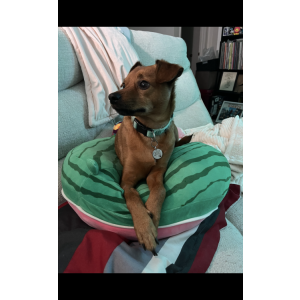 Image of Quill, Lost Dog