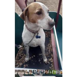 Lost 1 Bailey (NJ)