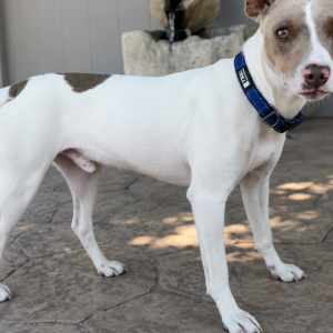 Image of Unknown, Found Dog