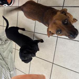 Image of Leia, Lost Dog