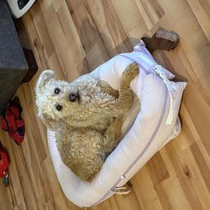 Image of Willow, Lost Dog