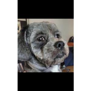 Image of Dak, Lost Dog