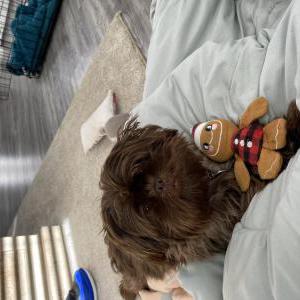 Image of Chocolate, Lost Dog