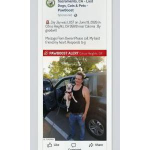 Image of Jay jay, Lost Dog