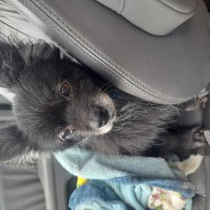 Image of Princess, Lost Dog