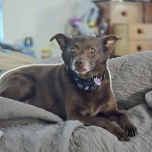 Lost Dog Leroy