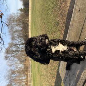 Image of Winston, Lost Dog