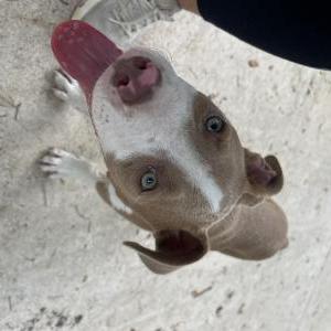 Image of unknown, Found Dog