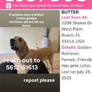 2nd Image of Butter, Lost Dog