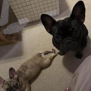 Image of nova, Lost Dog