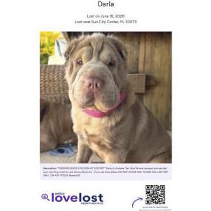 Image of Darla, Lost Dog