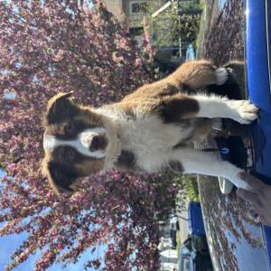 Lost 1 Blue (New Jersey)