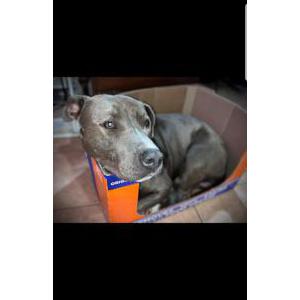 Image of Max, Lost Dog