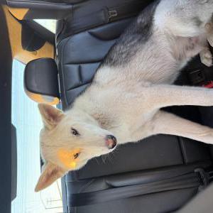 Image of unknown, Found Dog