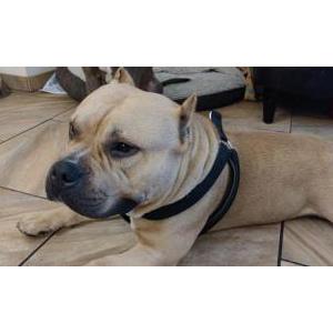 Image of Unknown, Found Dog