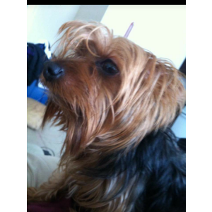 Image of King, Lost Dog
