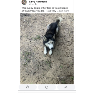 Image of Unknown, Found Dog