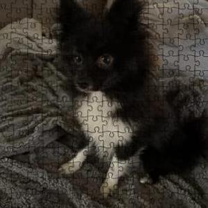 Image of Lilo, Lost Dog