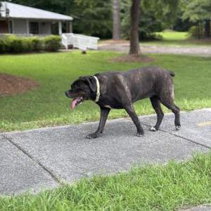 Image of Unknown, Found Dog