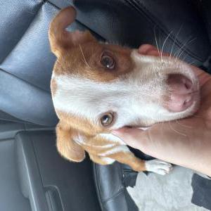 Image of Unknown, Found Dog
