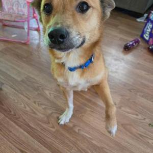 Image of Odie, Lost Dog