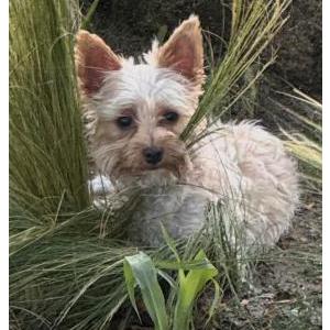 Lost 1 Ellie May (California)