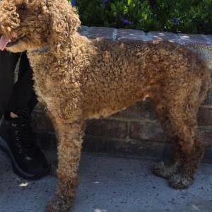 Image of Unknown, Found Dog