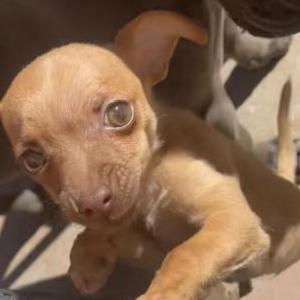 Image of Darling/Squish, Lost Dog