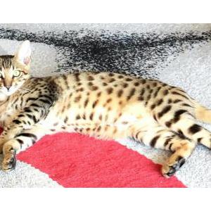 Lost 2 alon (California)