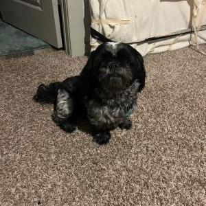 Image of Boe, Lost Dog