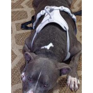 Found Dog Unknown