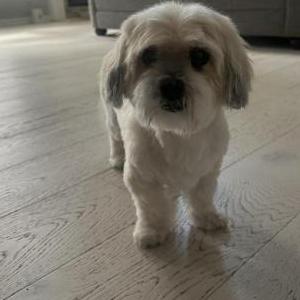 Image of Myles, Lost Dog