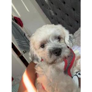 Image of Tobby, Lost Dog