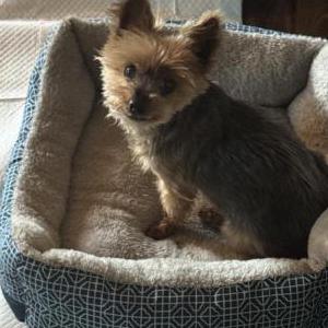 Image of MORGAN, Lost Dog