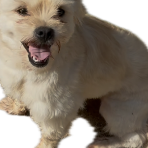 Image of Unknown, Found Dog