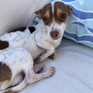 Image of Pinto, Lost Dog