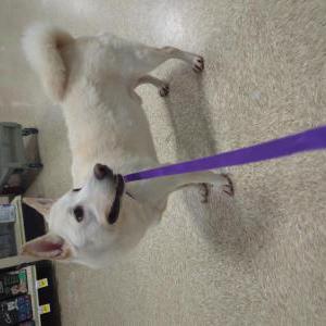 Image of Unknown, Found Dog