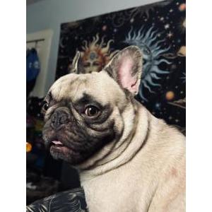 Lost 1 chevy (CA)