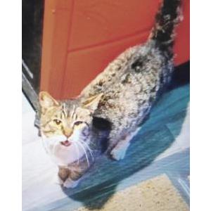 Lost 2 Tigger (NY)