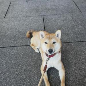 Image of Arkee, Lost Dog