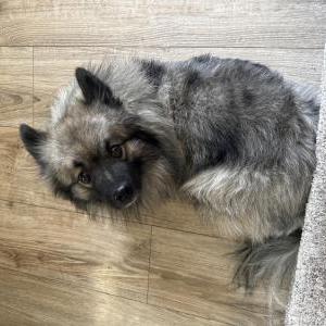 Image of Angelo, Lost Dog