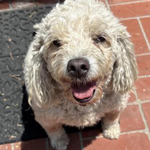 Image of Unknown, Found Dog
