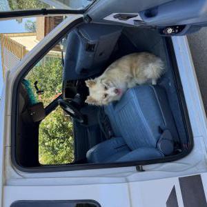 Image of Ova, Lost Dog