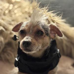 Image of Henry, Lost Dog